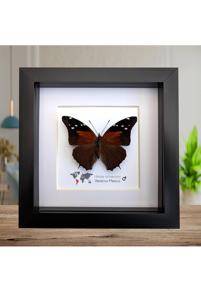 Framed Historis Acheronta Butterfly, Tailed Cecropian, Dark Insect Wall Decor