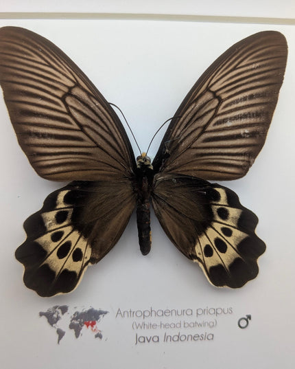 Framed White-head Batwing Butterfly Taxidermy, Entomology Wall Art (8x8)