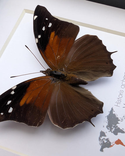 Framed Historis Acheronta Butterfly, Tailed Cecropian, Dark Insect Wall Decor