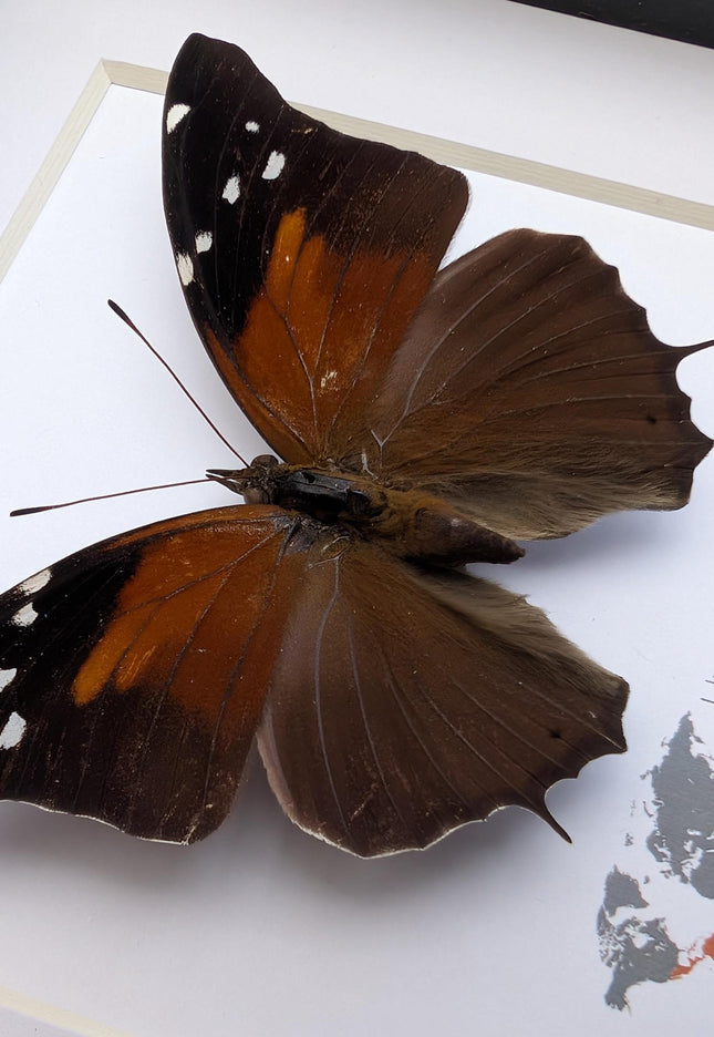 Framed Historis Acheronta Butterfly, Tailed Cecropian, Dark Insect Wall Decor