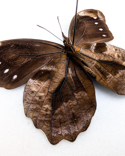 Mounted mexican blue-spotted drucina zacariasi butterfly