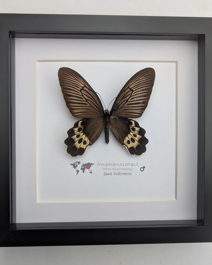 Framed White-head Batwing Butterfly Taxidermy, Entomology Wall Art (8x8)