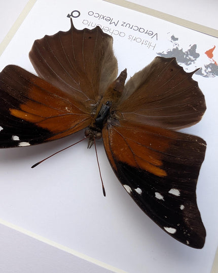 Framed Historis Acheronta Butterfly, Tailed Cecropian, Dark Insect Wall Decor