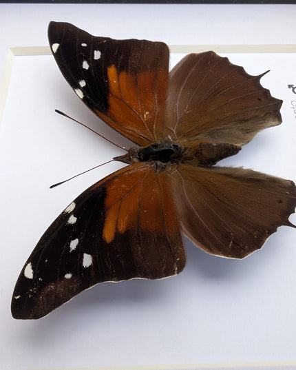 Framed Historis Acheronta Butterfly, Tailed Cecropian, Dark Insect Wall Decor