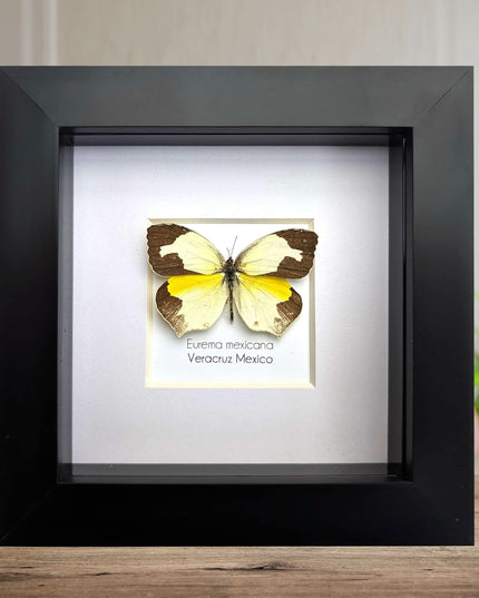 Framed Mexican Yellow Butterfly Taxidermy, Ethically Sourced Entomology Art