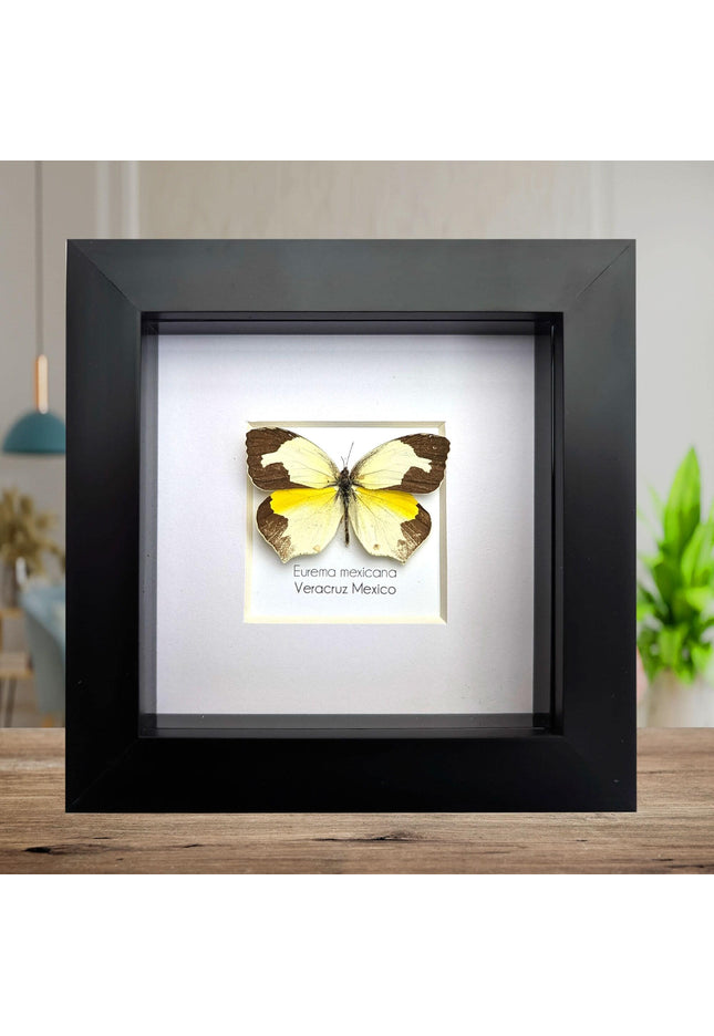 Framed Mexican Yellow Butterfly Taxidermy, Ethically Sourced Entomology Art
