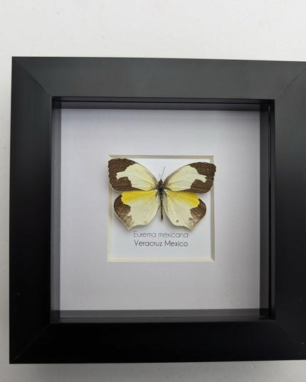 Framed Mexican Yellow Butterfly Taxidermy, Ethically Sourced Entomology Art