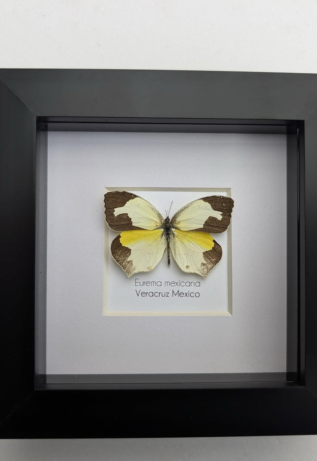 Framed Mexican Yellow Butterfly Taxidermy, Ethically Sourced Entomology Art