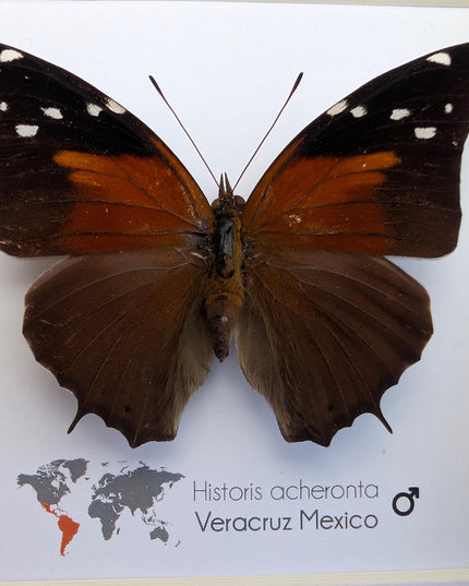 Framed Historis Acheronta Butterfly, Tailed Cecropian, Dark Insect Wall Decor