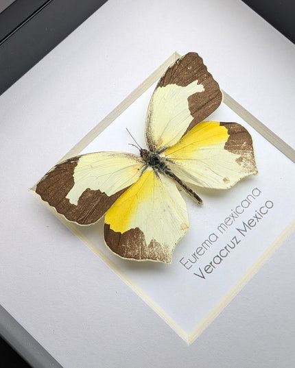 Framed Mexican Yellow Butterfly Taxidermy, Ethically Sourced Entomology Art