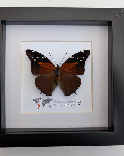 Framed Historis Acheronta Butterfly, Tailed Cecropian, Dark Insect Wall Decor