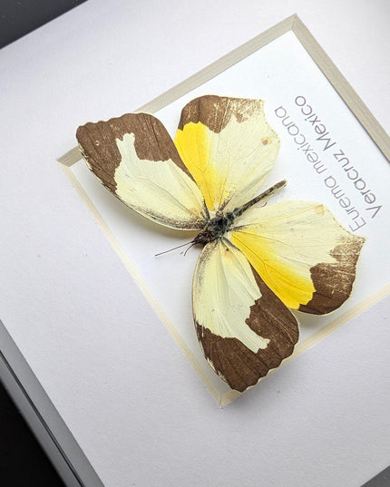 Framed Mexican Yellow Butterfly Taxidermy, Ethically Sourced Entomology Art
