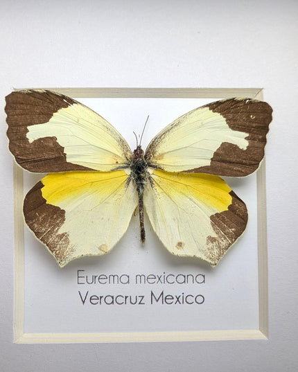 Framed Mexican Yellow Butterfly Taxidermy, Ethically Sourced Entomology Art