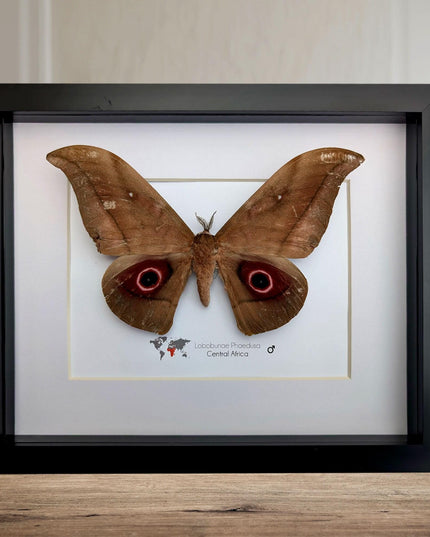 Framed african moth taxidermy: lobobunaea phaedusa entomology wall art