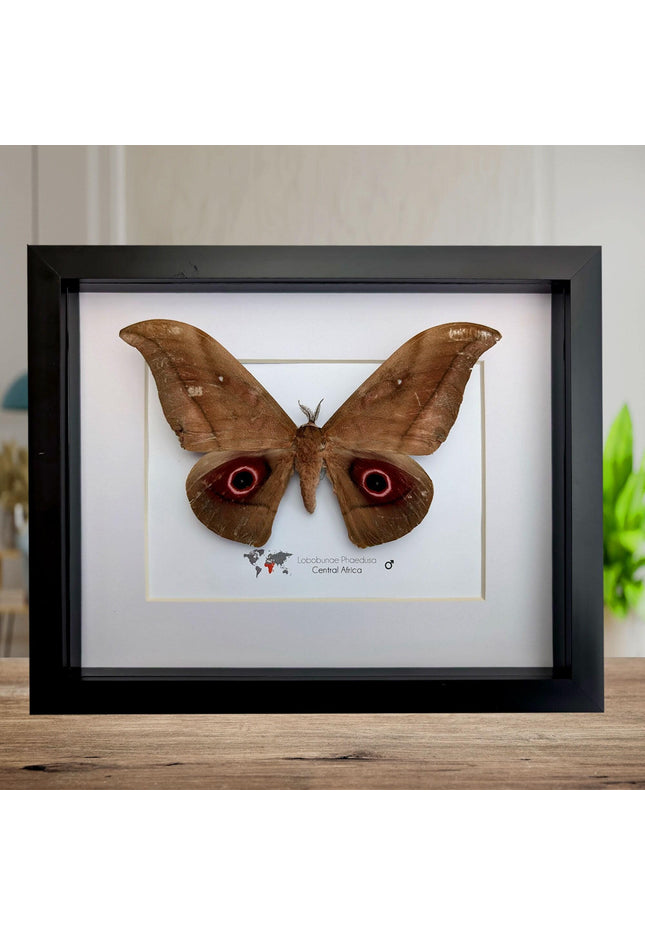 Framed african moth taxidermy: lobobunaea phaedusa entomology wall art