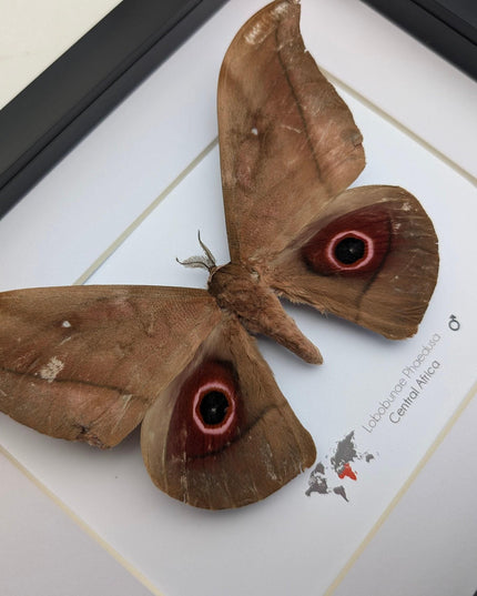 Framed african moth taxidermy: lobobunaea phaedusa entomology wall art