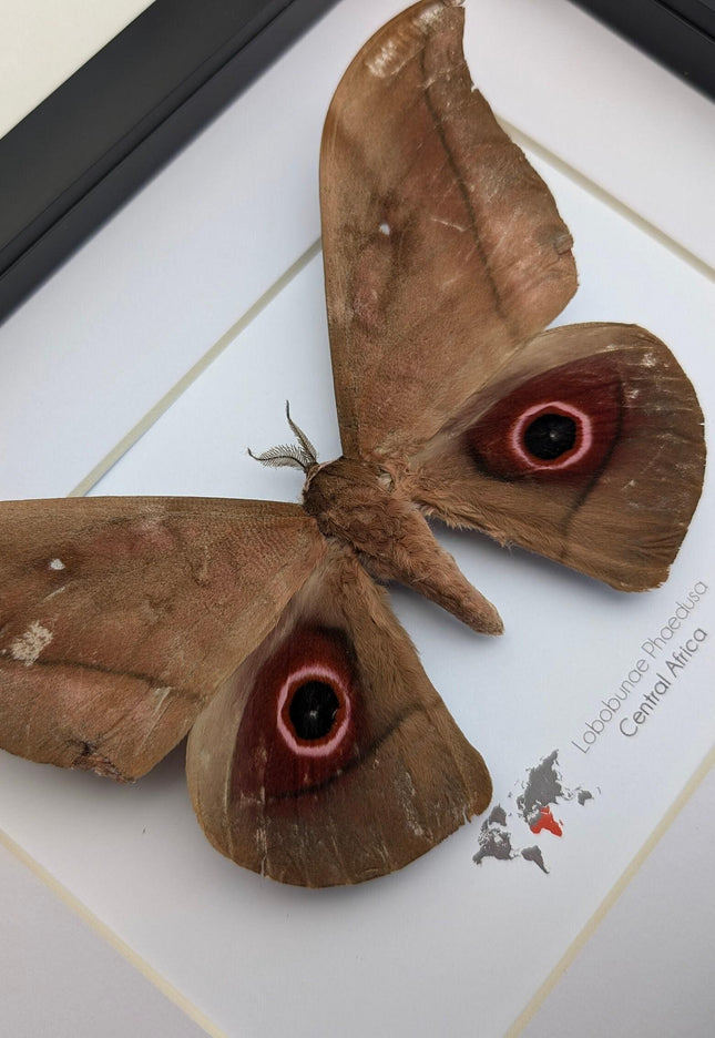 Framed african moth taxidermy: lobobunaea phaedusa entomology wall art