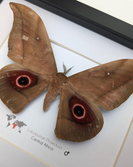 Framed african moth taxidermy: lobobunaea phaedusa entomology wall art