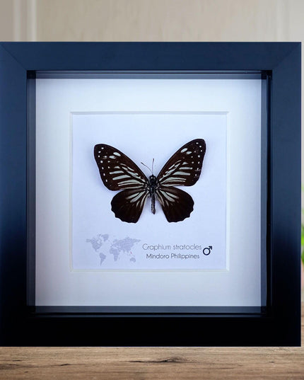 Framed Graphium Stratocles Butterfly, Black and White Taxidermy, Entomology Wall Decor