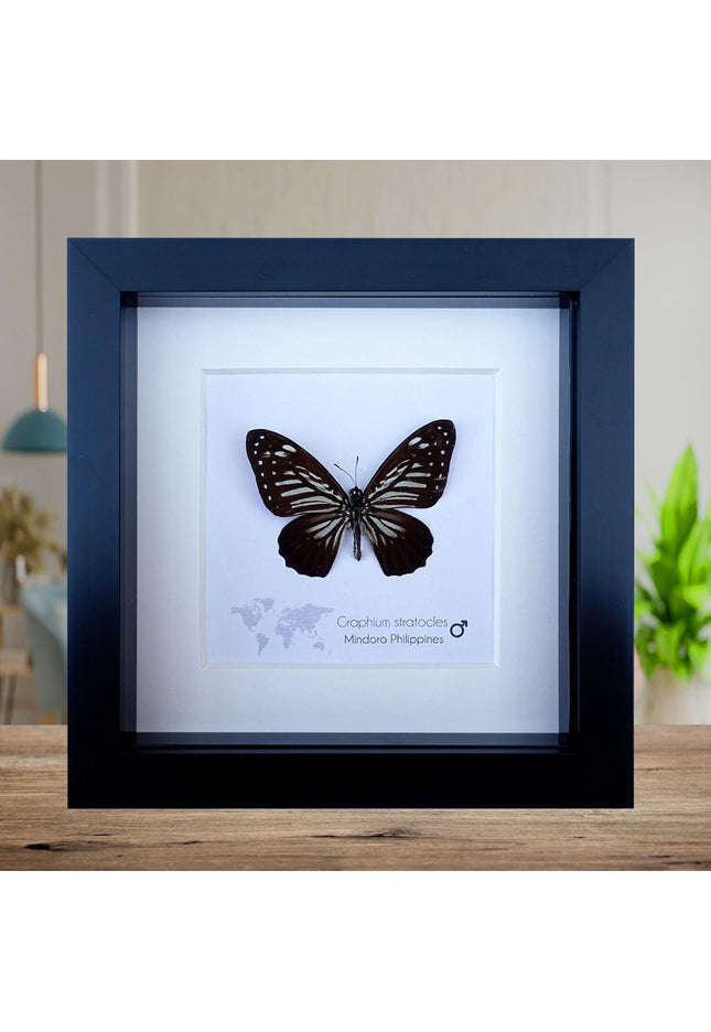 Framed Graphium Stratocles Butterfly, Black and White Taxidermy, Entomology Wall Decor