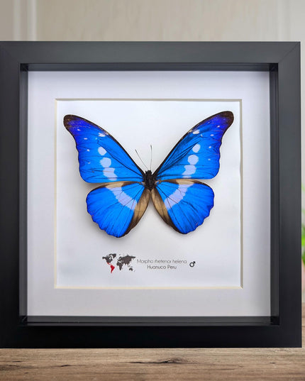 Framed rhetenor blue morpho butterfly display (8" x 8")