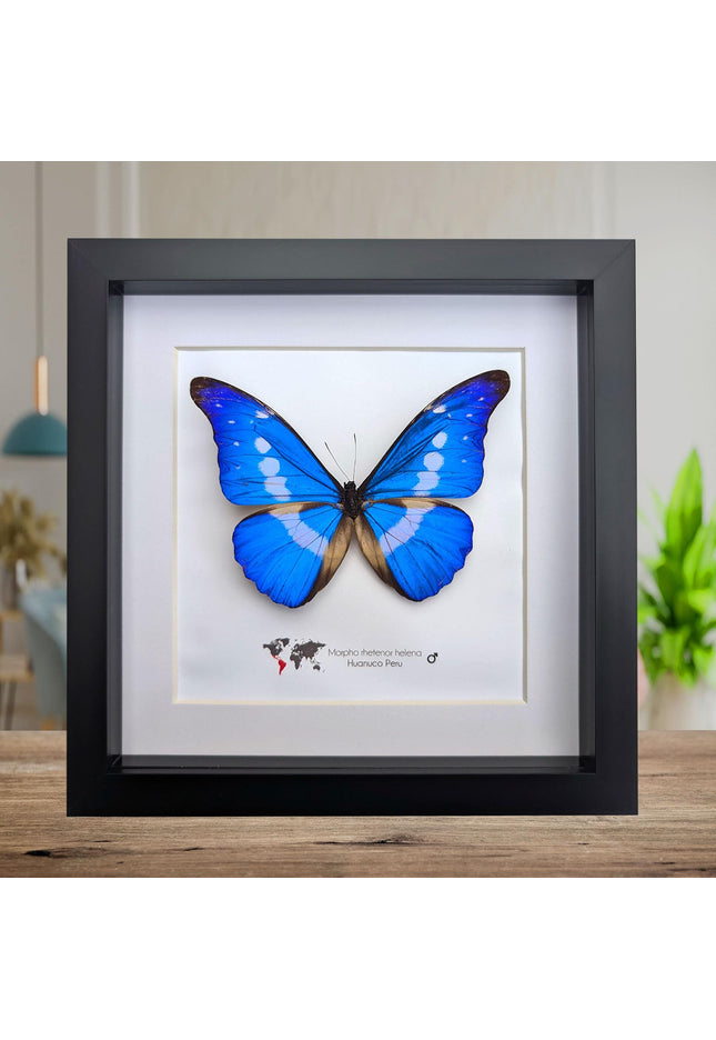 Framed rhetenor blue morpho butterfly display (8" x 8")