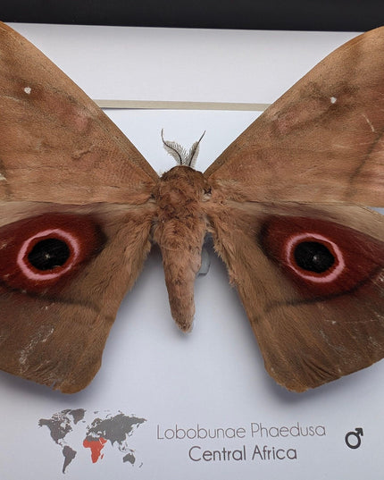 Framed african moth taxidermy: lobobunaea phaedusa entomology wall art