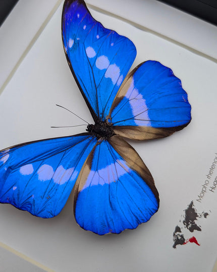 Framed rhetenor blue morpho butterfly display (8" x 8")