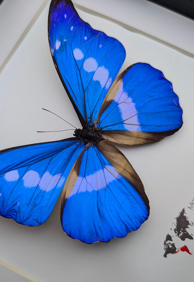 Framed rhetenor blue morpho butterfly display (8" x 8")