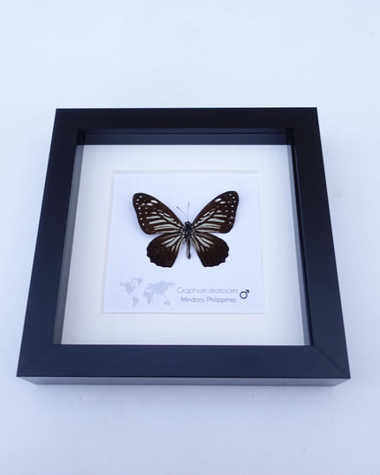 Framed Graphium Stratocles Butterfly, Black and White Taxidermy, Entomology Wall Decor