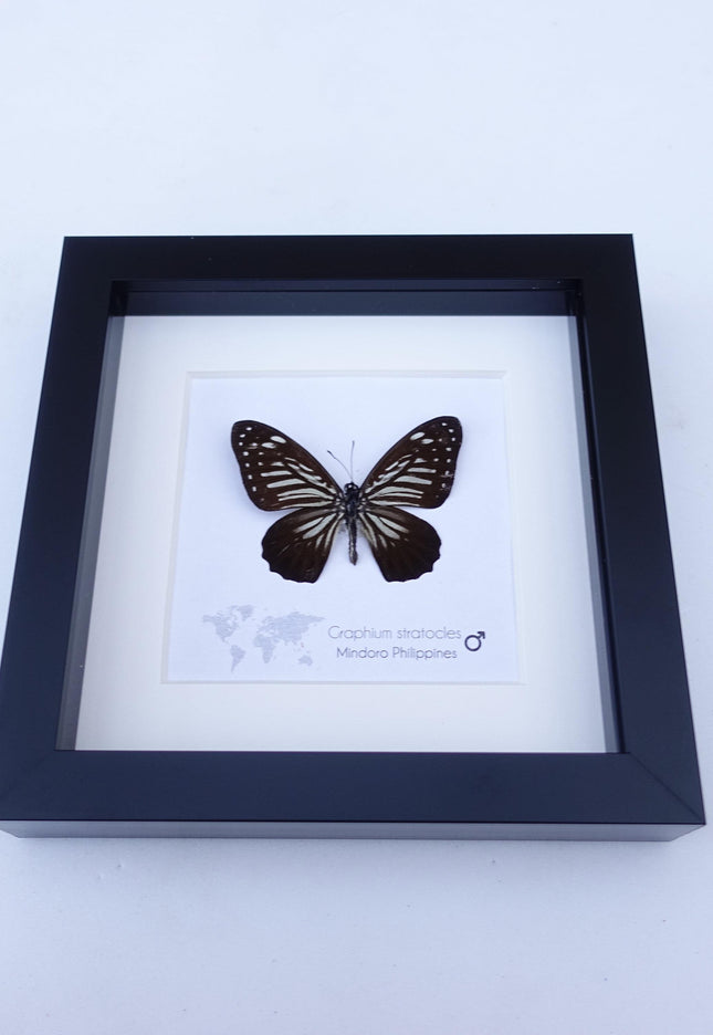 Framed Graphium Stratocles Butterfly, Black and White Taxidermy, Entomology Wall Decor
