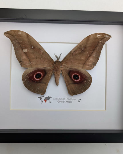 Framed african moth taxidermy: lobobunaea phaedusa entomology wall art