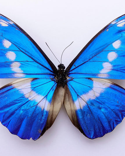 Framed rhetenor blue morpho butterfly display (8" x 8")