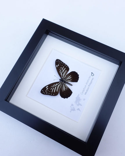 Framed Graphium Stratocles Butterfly, Black and White Taxidermy, Entomology Wall Decor