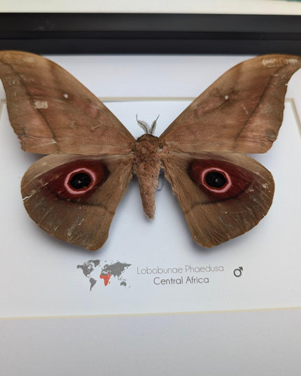 Framed african moth taxidermy: lobobunaea phaedusa entomology wall art