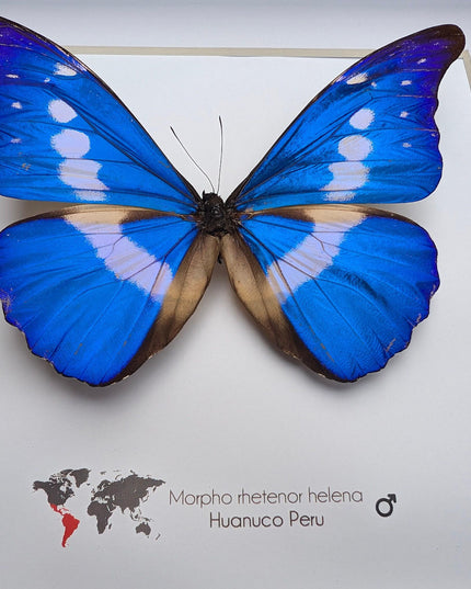 Framed rhetenor blue morpho butterfly display (8" x 8")