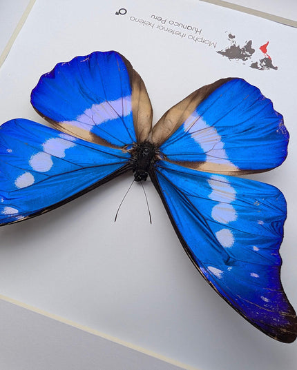 Framed rhetenor blue morpho butterfly display (8" x 8")