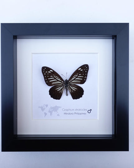 Framed Graphium Stratocles Butterfly, Black and White Taxidermy, Entomology Wall Decor