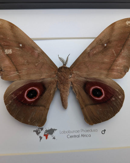 Framed african moth taxidermy: lobobunaea phaedusa entomology wall art
