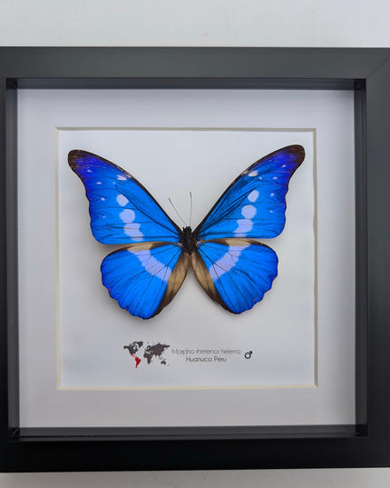Framed rhetenor blue morpho butterfly display (8" x 8")