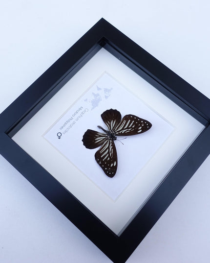 Framed Graphium Stratocles Butterfly, Black and White Taxidermy, Entomology Wall Decor