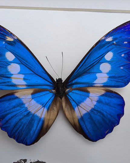 Framed rhetenor blue morpho butterfly display (8" x 8")