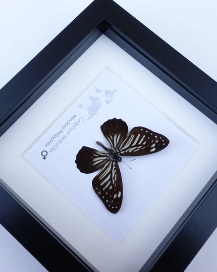 Framed Graphium Stratocles Butterfly, Black and White Taxidermy, Entomology Wall Decor