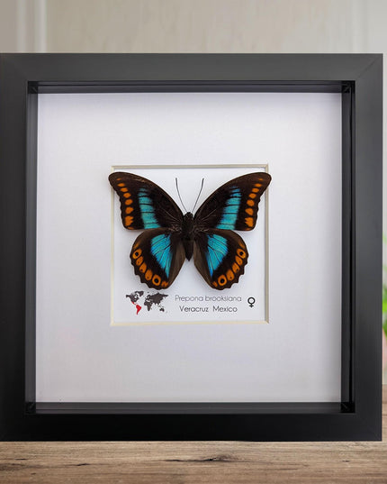 Framed orange-spotted prepona butterfly: female, 8"x8"