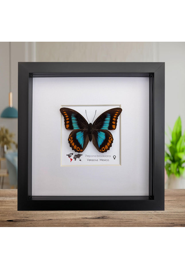 Framed orange-spotted prepona butterfly: female, 8"x8"