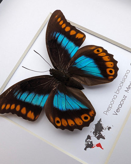 Framed orange-spotted prepona butterfly: female, 8"x8"