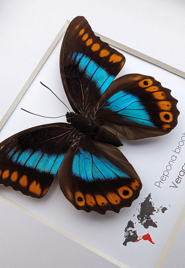 Framed orange-spotted prepona butterfly: female, 8"x8"