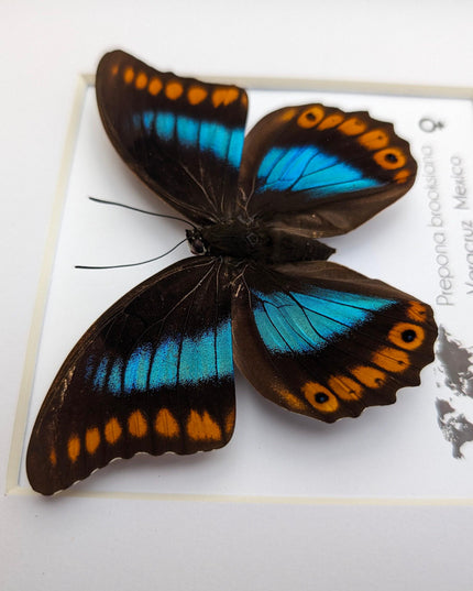 Framed orange-spotted prepona butterfly: female, 8"x8"