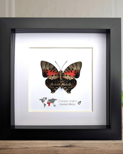 Framed Shining Red Charaxes Butterfly, Taxidermy Entomology Gift