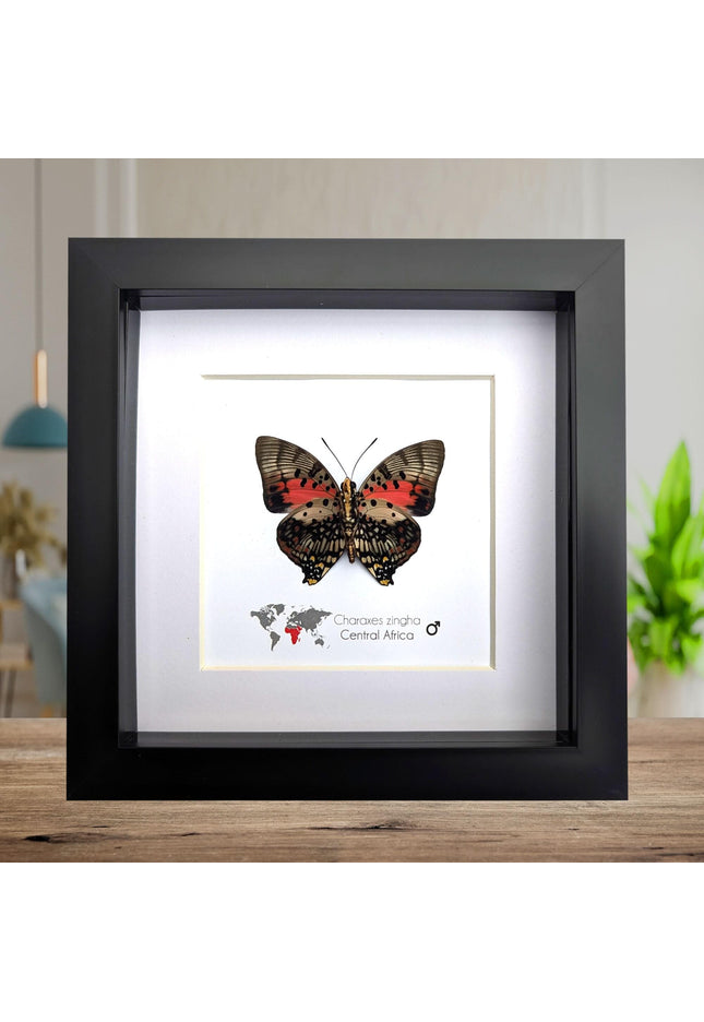 Framed Shining Red Charaxes Butterfly, Taxidermy Entomology Gift